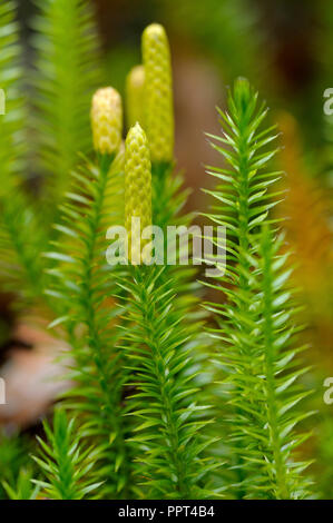 Interrotto clubmoss, ottobre, Parco Nazionale della Foresta Bavarese, Germania (Lycopodium annotinum) Foto Stock