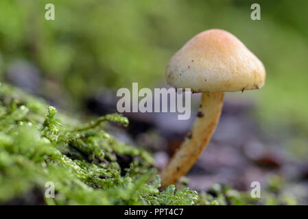 Ciuffo di zolfo, ottobre, Oberhausen, Germania (Hypholoma fasciculare) Foto Stock