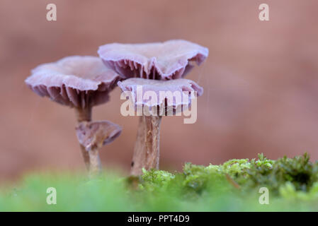 Amethyst deceiver, novembre, Germania (Laccaria amethystea) Foto Stock