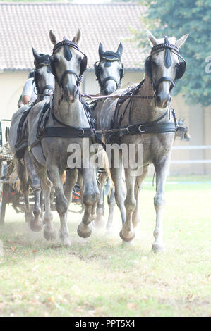 Quattro dei cavalli azionato in concorrenza Foto Stock