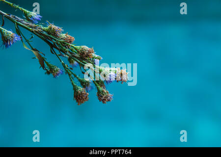 Secchi fiori di campo. Close up con copia spazio. Erbario di fiori selvatici. Foto Stock