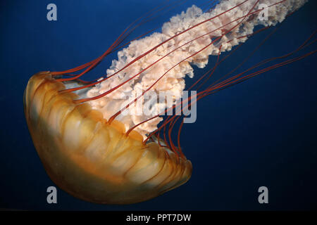 Mare pacifico ortica Chrysaora fuscescens Foto Stock