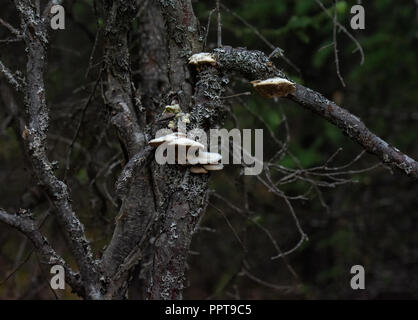 La piastra come il bianco di funghi crescono dalla struttura ad albero tronco scuro coperto di lichene grigio Foto Stock