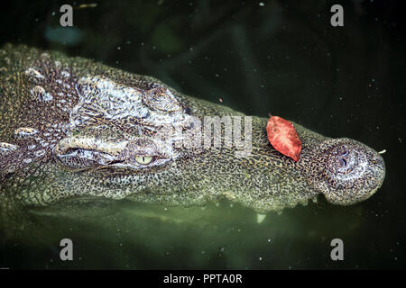 Coccodrillo siamese (Crocodylus siamensis) nella palude verde Foto Stock