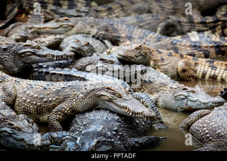 Coccodrillo siamese (Crocodylus siamensis) nella palude verde Foto Stock