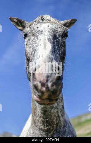 Ritratto del cavallo. Foto Stock