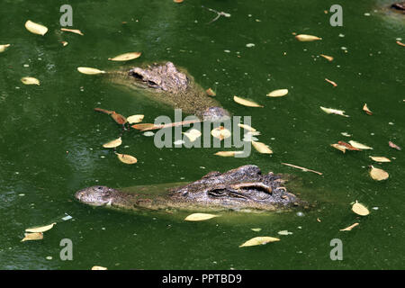 Coccodrillo siamese (Crocodylus siamensis) nella palude verde Foto Stock