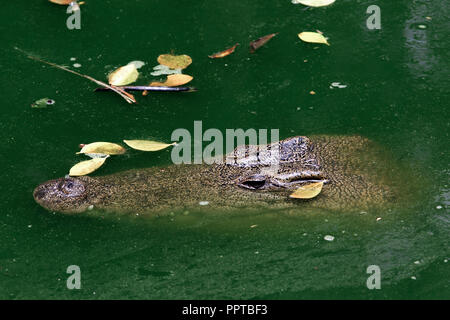 Coccodrillo siamese (Crocodylus siamensis) nella palude verde Foto Stock