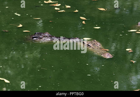 Coccodrillo siamese (Crocodylus siamensis) nella palude verde Foto Stock