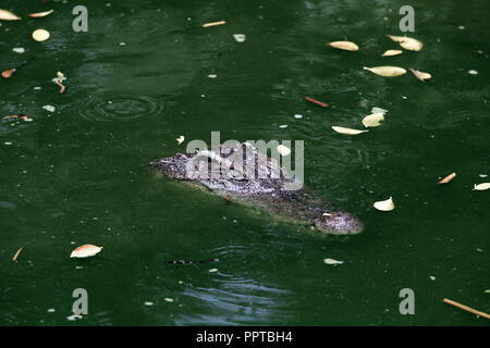 Coccodrillo siamese (Crocodylus siamensis) nella palude verde Foto Stock