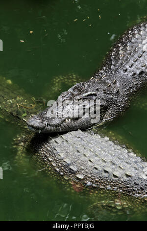 Coccodrillo siamese (Crocodylus siamensis) nella palude verde Foto Stock