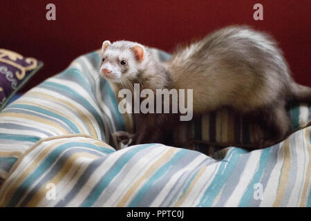 Un giovane e curioso maschio ferret indaga i suoi dintorni. Foto Stock