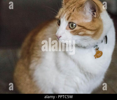 Un arancio e bianco arlecchino gatto sembra ai suoi proprietari per  approvazione e affetto Foto stock - Alamy