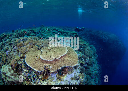 Femmina sub nuota sopra la parte superiore di pinnacle in Mar Rosso a fotografare una tabella di grandi dimensioni il corallo in furia sciami area. Foto Stock