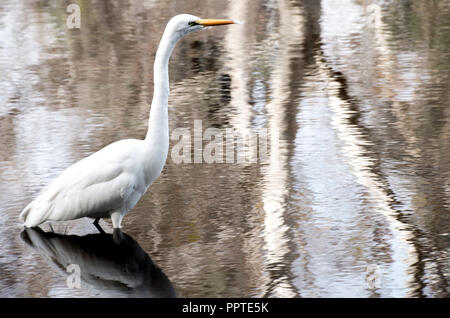 Airone bianco su sfondo sfocato con calma ritenendo la sua circonda Foto Stock