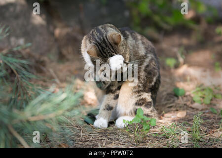Il beige marrone e bianco tabby cat seduto in un giardino e lavaggio del volto Foto Stock