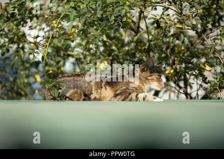 Il beige marrone e bianco tabby Gatto sdraiato sul tetto del garage sotto un cespuglio Foto Stock