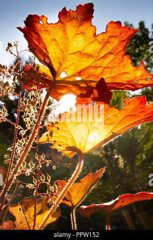 Primo Foglie di autunno in un giorno di settembre che brilla in arancione e rosso dal sole Foto Stock