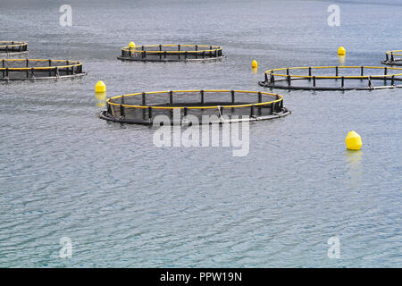 Aqua farming reti di acquacoltura in mare adriatico Foto Stock