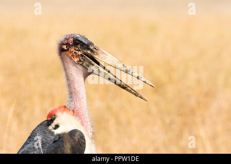 Marabou stork, il Masai Mara riserva nazionale, Kenya Foto Stock