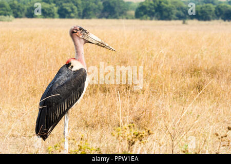 Marabou stork, il Masai Mara riserva nazionale, Kenya Foto Stock
