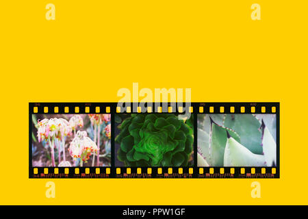 Negativo fotografico la striscia del film convertito in positivo di colori su uno sfondo giallo.tre foto di piante ottenute da una post-produzione effetto . Foto Stock