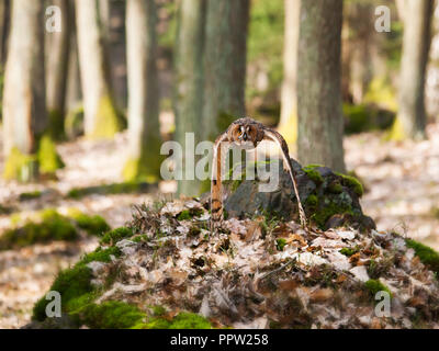 Ritratto od gufo comune in volo - Asio otus otus Foto Stock