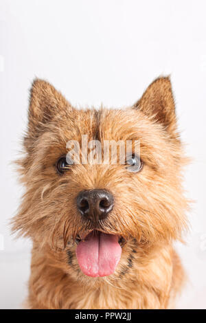 Ritratto di un piccolo cane (Norwich Terrier). Un cane si siede con la sua lingua appendere fuori su un bianco (isolato) sfondo. Foto Stock