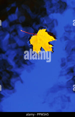 Caduto foglie di acero in autunno colori che galleggia sulla superficie dell'acqua.Maple Leaf galleggiante sull'acqua Foto Stock