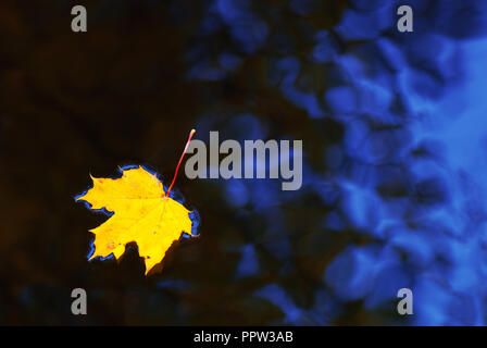 Caduto foglie di acero in autunno colori che galleggia sulla superficie dell'acqua.Maple Leaf galleggiante sull'acqua Foto Stock
