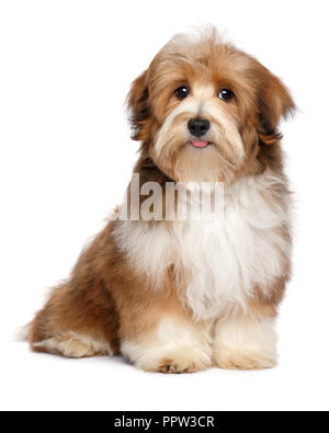 Carino rosso colorato particol havanese cucciolo di cane è seduto e guardando la telecamera, isolato su sfondo bianco Foto Stock