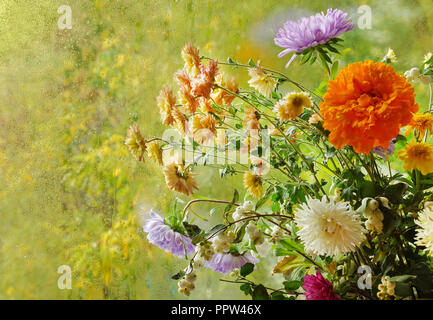 Fiori nella finestra autunno gocce di pioggia come il sole crisantemi aestri di beige chiaro in corrispondenza della finestra. close-up per la progettazione Foto Stock