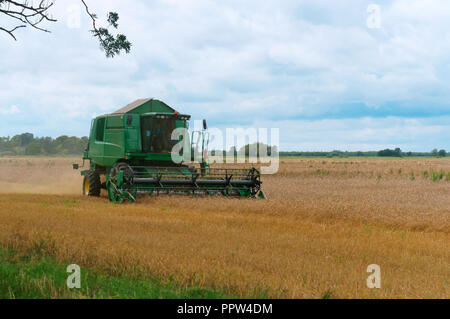 Verde trincia semovente raccolti, il trattore è il lavoro nel campo Foto Stock