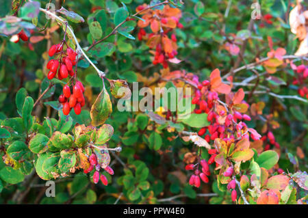 Le bacche del crespino Bush, la frutta rossa delle piante di barberry Foto Stock