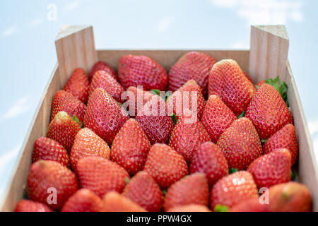 Una selezione di fragole appena raccolte in una scatola di legno Foto Stock