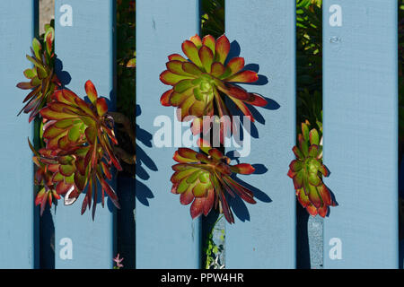 Il verde e il rosso succulente spingono attraverso un blu recinzione di legno Foto Stock