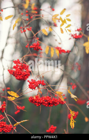 Rowan bacche in autunno Foto Stock