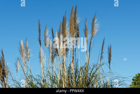 Toe argenteo fiori di punta contro il cielo blu; Nuova Zelanda più grande dell'erba nativa. Foto Stock