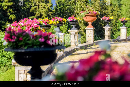 Il sole splende su diversi colorati vasi di fiori in un giardino vicino al villaggio svizzero di Scuol Foto Stock