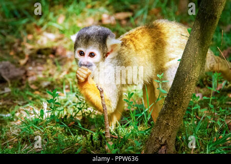 Il sole splende su una piccola cand urious comune di Scimmia di scoiattolo. Essi vivono principalmente nelle foreste tropicali del Centro e del Sud America. Foto Stock