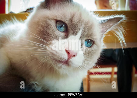 Gatti Ragdoll sono meglio conosciuto per il suo temperamento docile e natura affettuosa. Il nome deriva dalla tendenza ad andare limp quando prelevato. Foto Stock