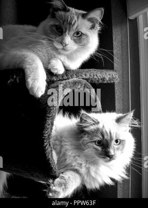 Due belle gatti Ragdoll. È meglio conosciuto per la sua docile e placid temperamento e natura affettuosa. Foto Stock