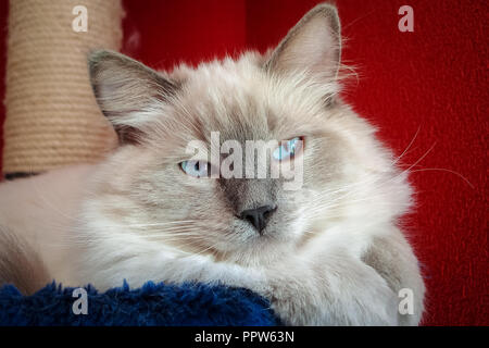 Gatti Ragdoll sono meglio conosciuto per il suo temperamento docile e natura affettuosa. Il nome deriva dalla tendenza ad andare limp quando prelevato. Foto Stock