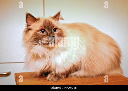 Gatti Ragdoll sono meglio conosciuto per il suo temperamento docile e natura affettuosa. Il nome deriva dalla tendenza ad andare limp quando prelevato. Foto Stock