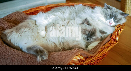 Due belle gatti Ragdoll. È meglio conosciuto per la sua docile e placid temperamento e natura affettuosa. Foto Stock