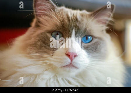 Gatti Ragdoll sono meglio conosciuto per il suo temperamento docile e natura affettuosa. Il nome deriva dalla tendenza ad andare limp quando prelevato. Foto Stock