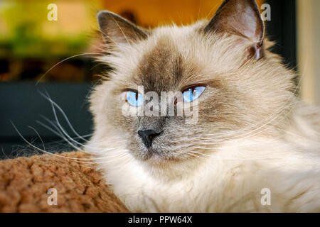 Gatti Ragdoll sono meglio conosciuto per il suo temperamento docile e natura affettuosa. Il nome deriva dalla tendenza ad andare limp quando prelevato. Foto Stock