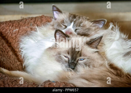 Due belle gatti Ragdoll. È meglio conosciuto per la sua docile e placid temperamento e natura affettuosa. Foto Stock