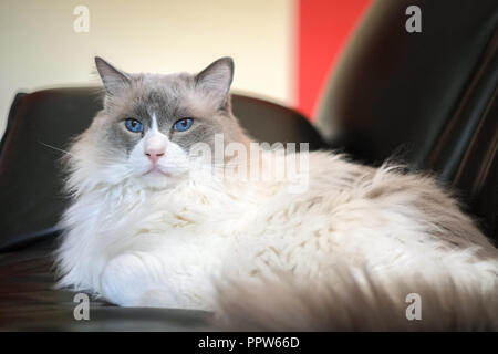 Gatti Ragdoll sono meglio conosciuto per il suo temperamento docile e natura affettuosa. Il nome deriva dalla tendenza ad andare limp quando prelevato. Foto Stock