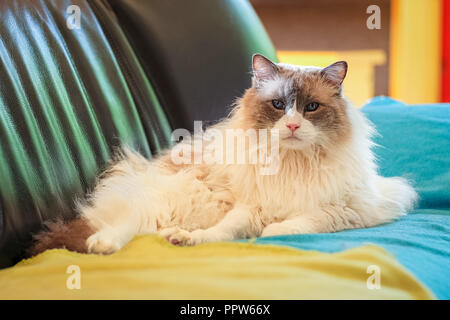 Gatti Ragdoll sono meglio conosciuto per il suo temperamento docile e natura affettuosa. Il nome deriva dalla tendenza ad andare limp quando prelevato. Foto Stock